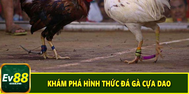 Nguồn gốc của hình thức đá gà cựa dao đến từ đâu?