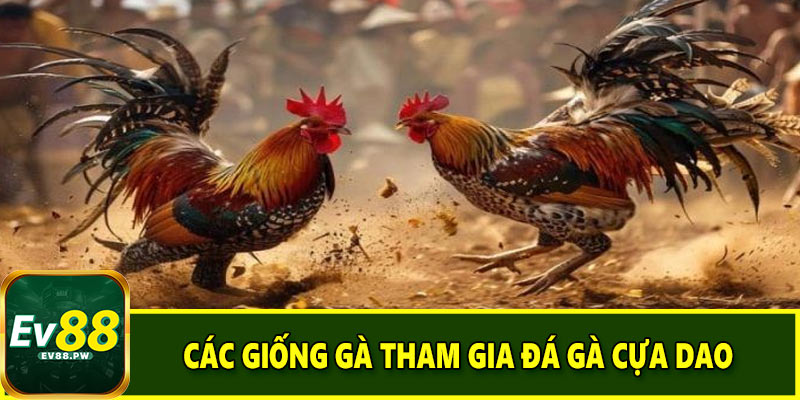 Các giống gà tham gia đá gà cựa dao có tại EV88