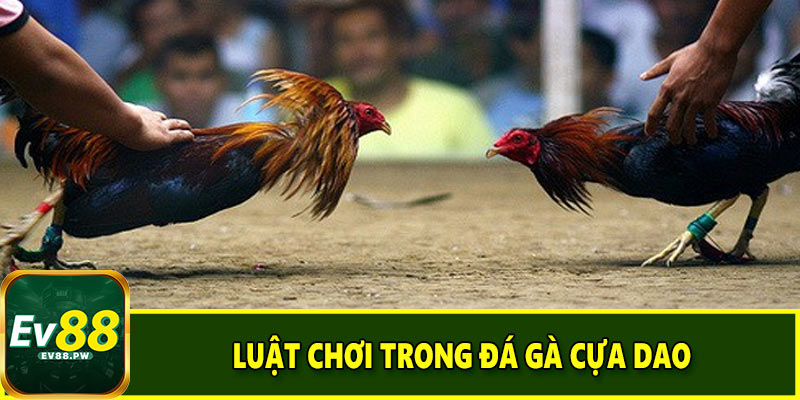 Luật chơi trong đá gà cựa dao