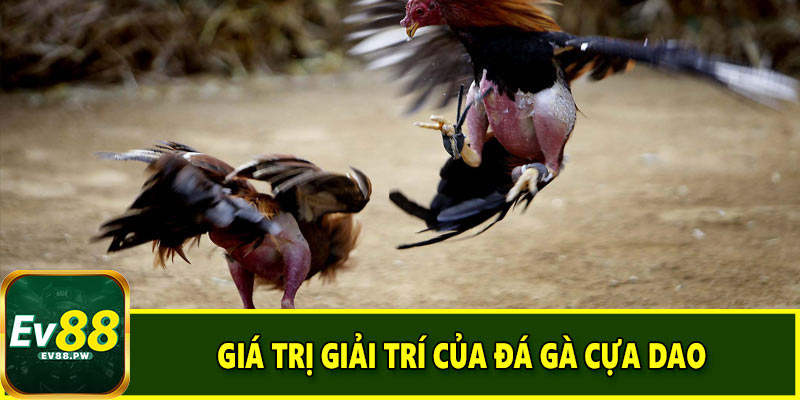 Giá trị giải trí của đá gà cựa dao