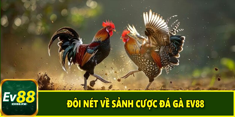 Đôi nét về sảnh cược đá gà EV88