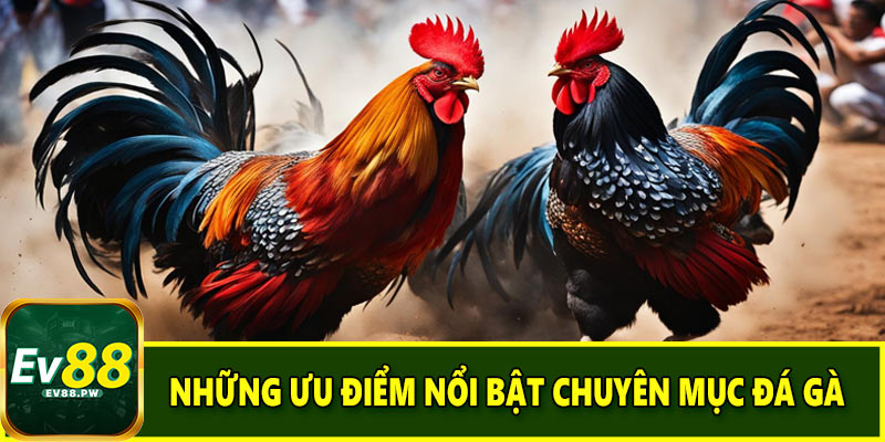 Những ưu điểm nổi bật chuyên mục đá gà EV88