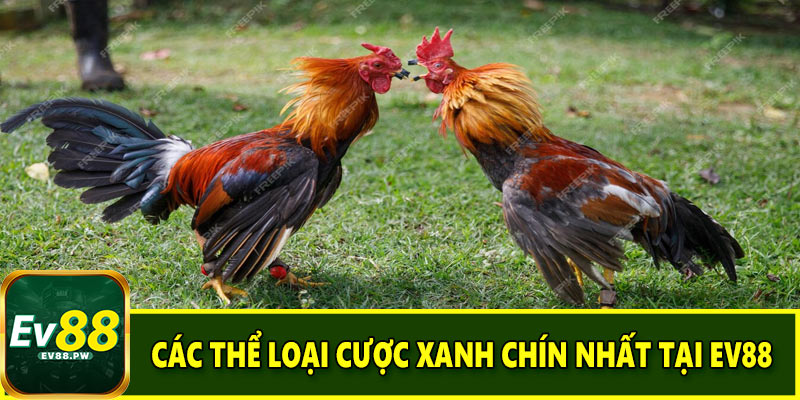 Các thể loại cược xanh chín nhất tại EV88